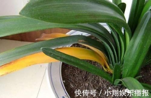 君子兰烂根又黄叶,因4个方面没做好,应及时改正养护方法
