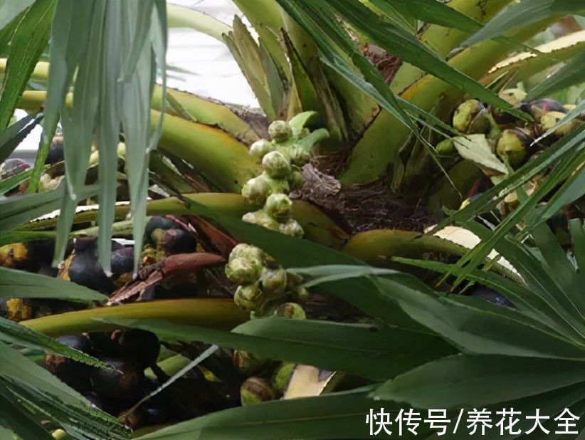 文殊兰$佛教“五树六花”,适合养在家里,凝神静心特养人