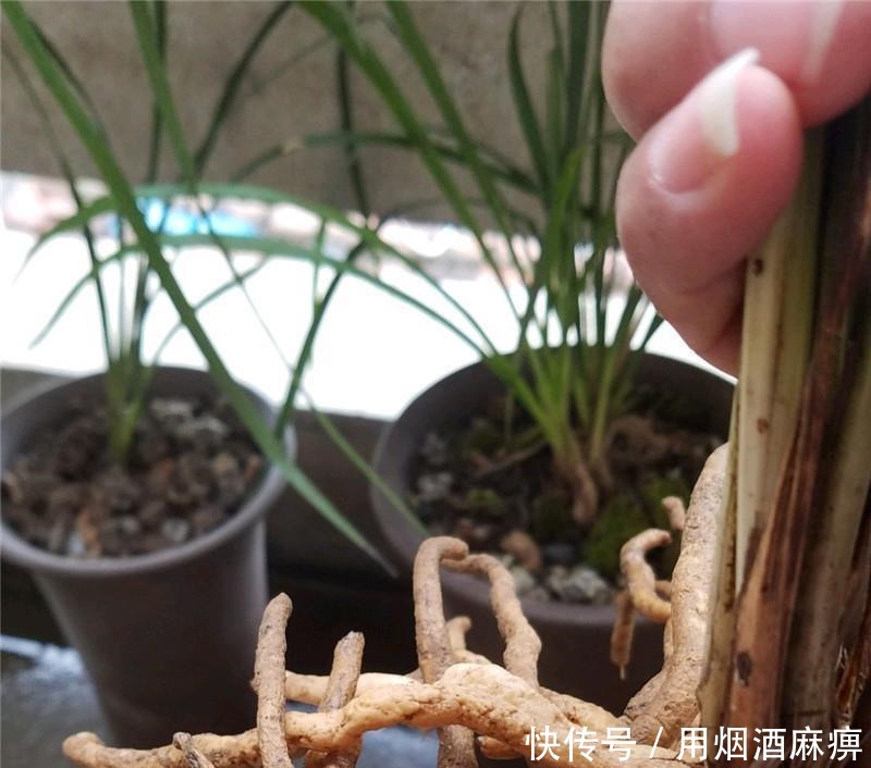 卢头|兰花根上“5个螺”,近看“老卢头”,赶紧剪掉保命!