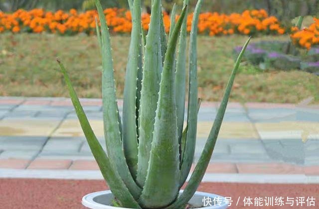 八种花就喜欢沙土,土里掺点沙子,养花效果就是好!