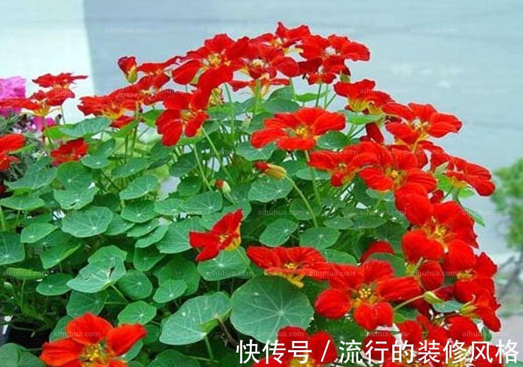旱金莲|9月6日-9月21日,庭院选这几款花,耐旱又耐晒,花开大又艳
