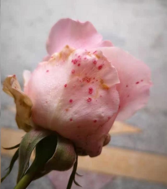 苞长|月季花苞长雀斑怎么回事?当心整个花苞霉烂!