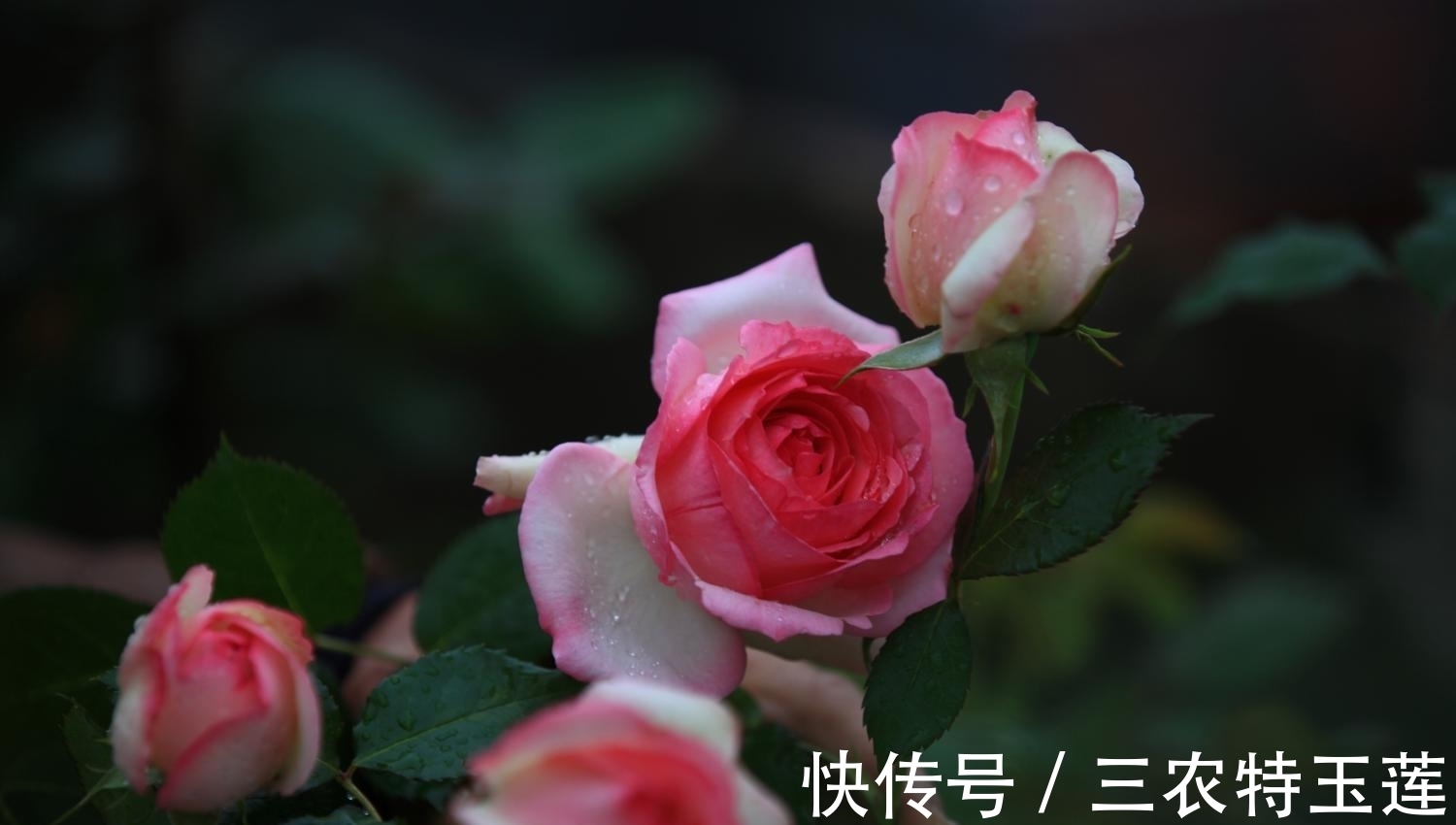 月季花|月季花什么时候施肥, 应该怎样施肥?