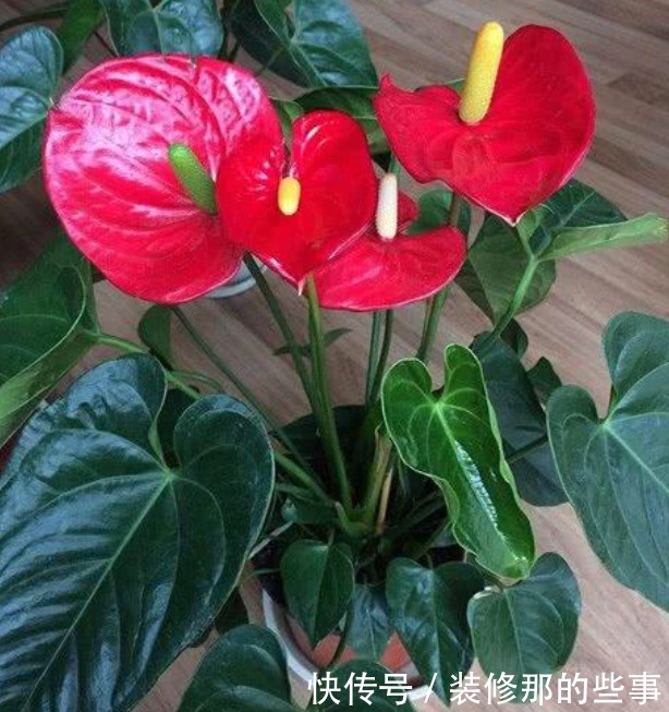 聪明人都养4种花，吉祥又喜庆，开花红红火火，旺财又旺运！