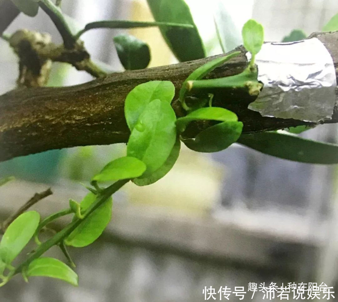 罗汉松芽|罗汉松芽接案例分享，台长教你玩出别出心裁的岭南盆景！