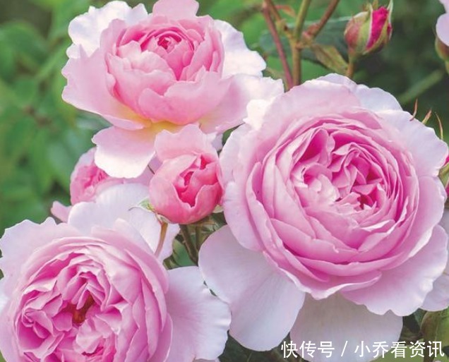 养好月季四大诀窍,年年开花不黄叶,花苞又大又鲜艳,花开满园