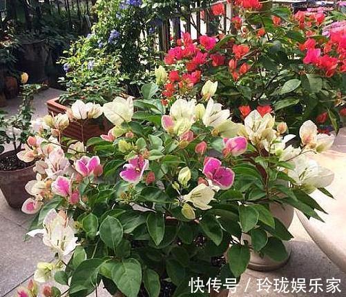 芝麻花|想要夏季养花,用作装饰阳台盆栽它们,一眼望去美不胜收