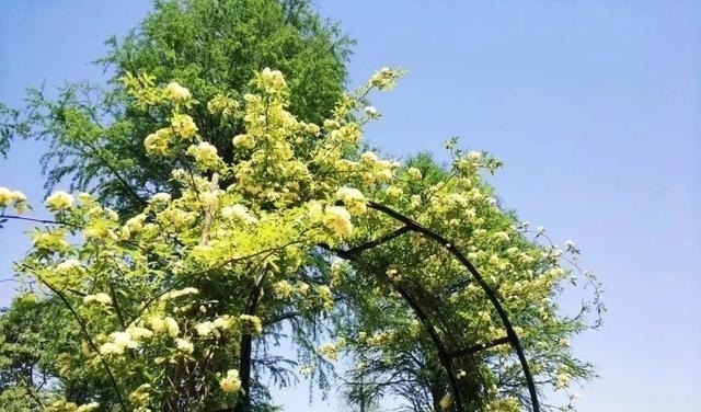 左邻|院子再小,也要养棵它,2年长一片,开花特别美,左邻右舍都说香