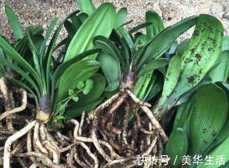 君子兰小苗这样养,叶多、翠绿肥厚,根系足,一年就能养开花