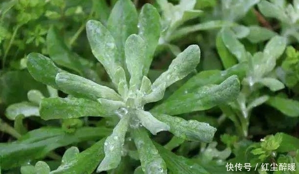 野菜|被称之为鼠耳菜,营养价值高,味道不比燕窝差!