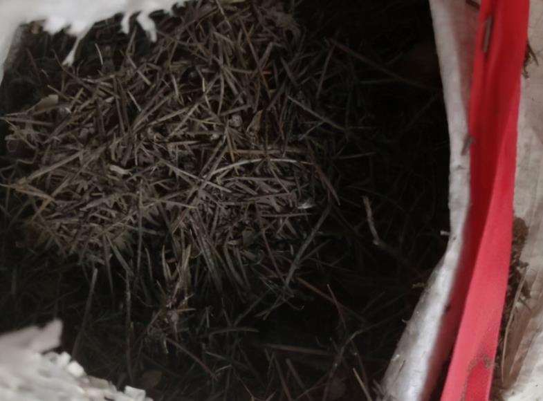 养花|路边随处可见的它,被誉为“天然酸性土”,又肥又透气