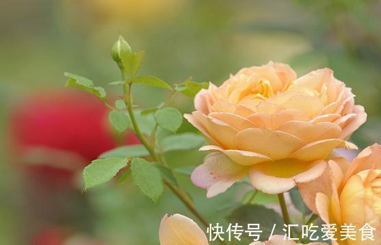 月季只有做到这4点，才能真正实现月月红，花多花大