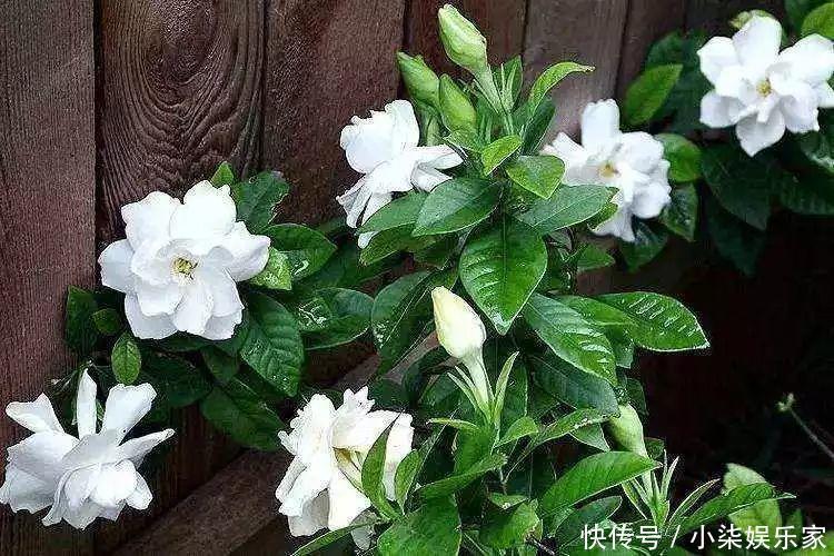 花多多|养花必备肥料,浇水前撒一点,月季开花拳头大!