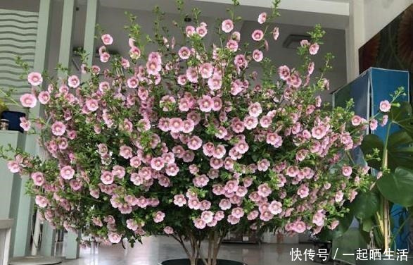 此花一年开300多天,几元钱就买一盆,做到最后一点成棒棒糖!