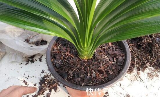 花盆儿|立秋之后,君子兰这么养,叶子厚又亮,开花大爆发