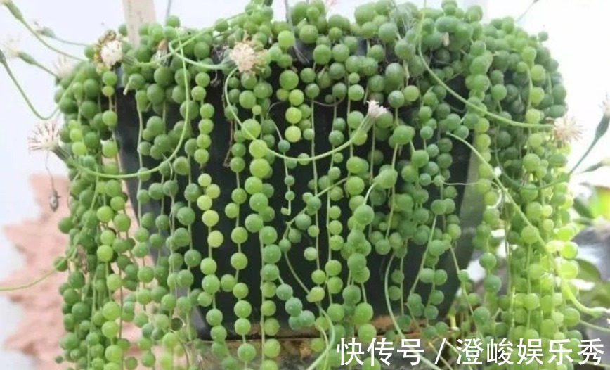 养多肉佛珠秋季满足这4点，叶片圆润，长成“瀑布”，独具魅力