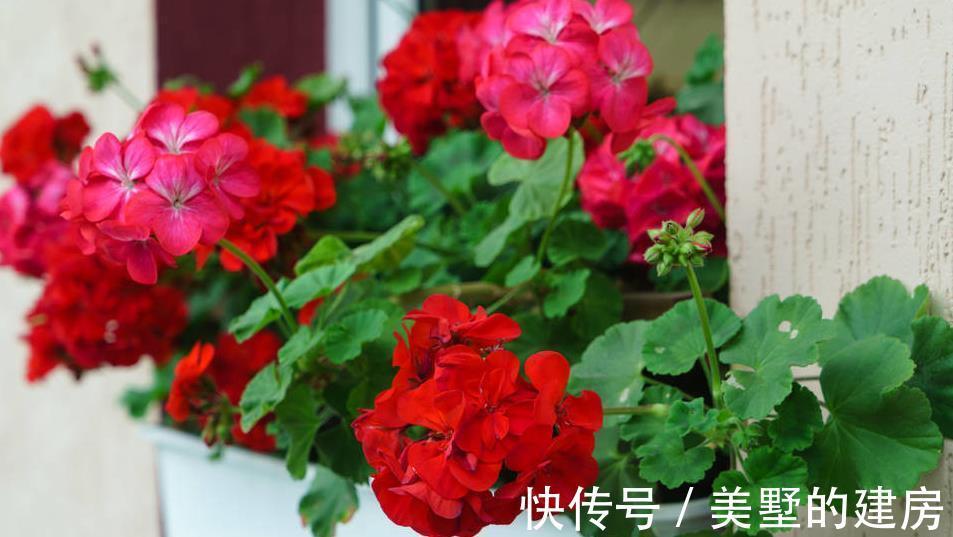 薰衣草|这些植物是蚊虫克星,夏天到了养上一盆,不用买蚊香啦