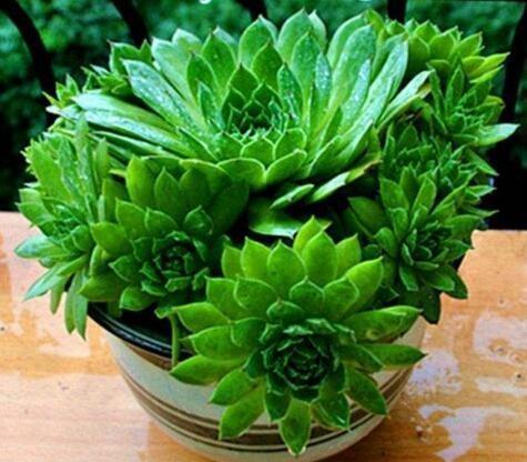 浇水|养“观音莲”,摘心之后,加点“料”,小观音莲层出不穷,易爆盆