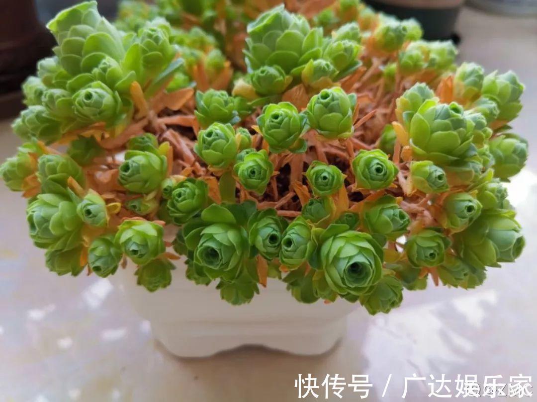 6种多肉太难养，赶紧留个种，省得每年都要重新买！
