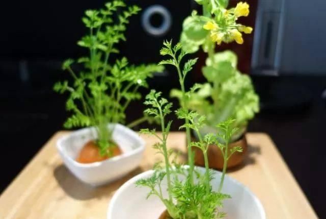 盆栽|这5种菜根适合水培,直接放水里,长出小盆栽叶子也鲜美