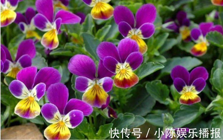 此款花草适合新手养殖，堪称最美盆栽花，家里养一盆，轻松开爆盆