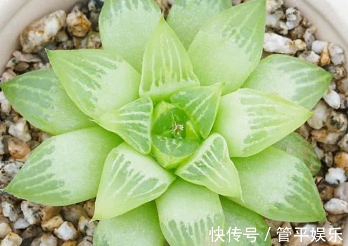 多肉水晶寿怎么养教你3个小妙招,养出饱满透明般的水晶寿