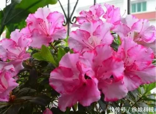 花色|4种花养家里,清新浪漫、气质出众,人养花,花也养人