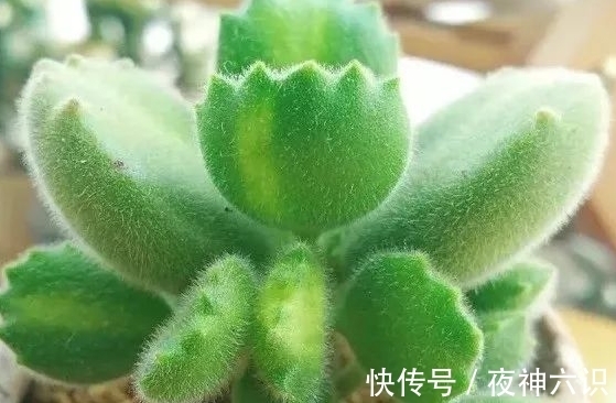 合适的时机,正确的施肥,助力多肉美翻天