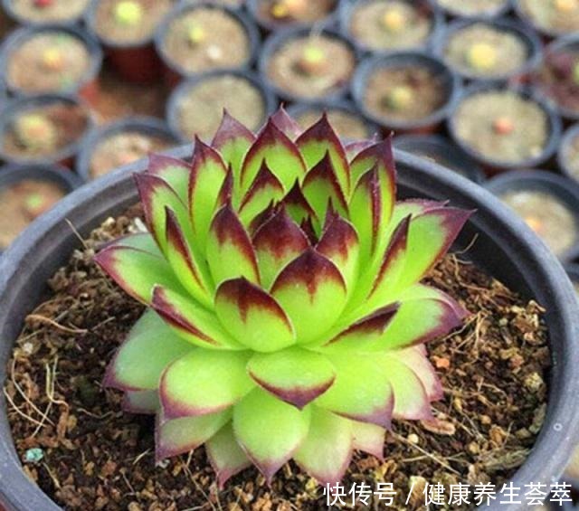 观音莲这样养,“小莲花”围一圈,从普货到“贵货”,就差这一步!