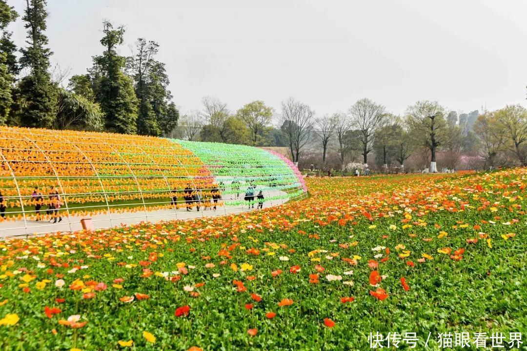 中年|打卡拍照赶紧出发吧秀丽东方桃花开了还有西南最大冰岛虞美人花海