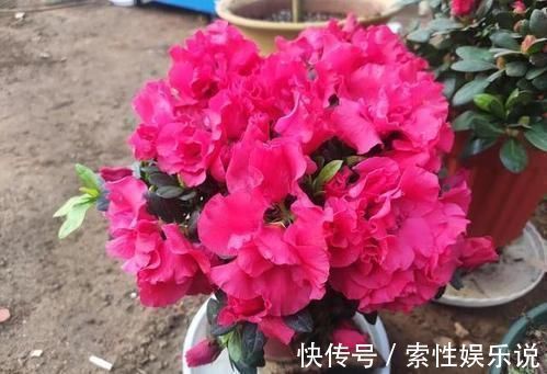 消毒|养花土从不不消毒?难怪养花总是长不好,教你1招,养啥都旺!