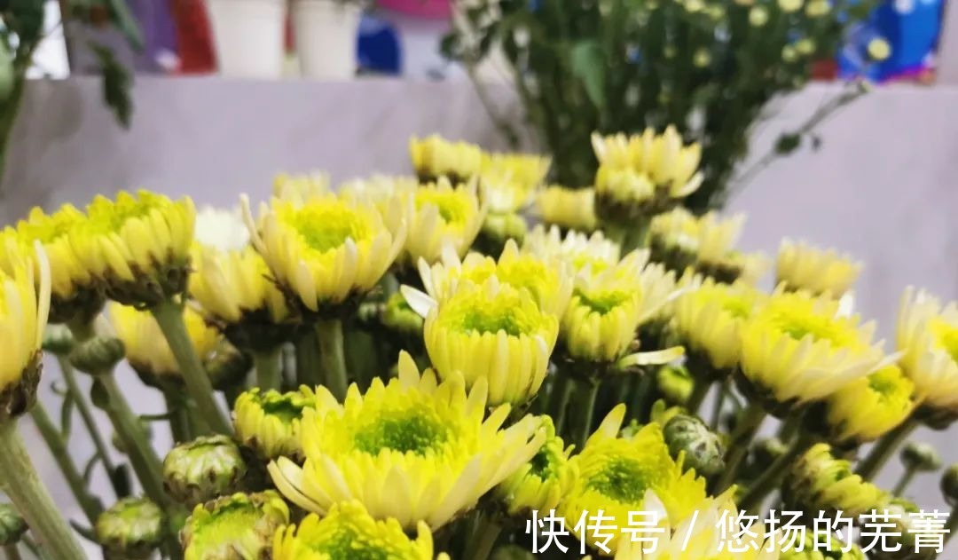 重磅|【最新】花博园里的“重磅新款”来了!