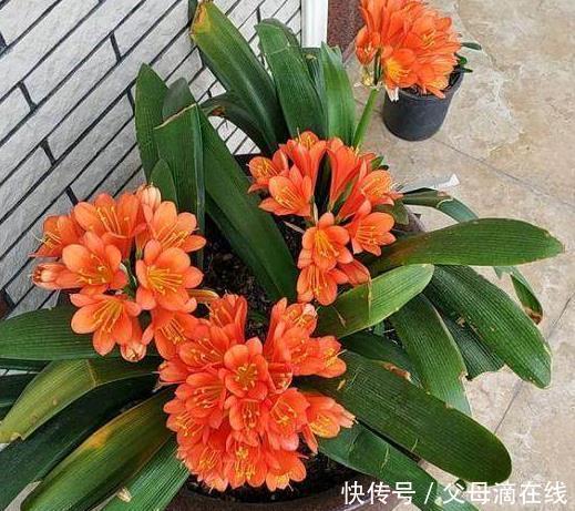 君子兰出现这种情况,一定是缺肥,看老花农咋做,花友:长知识了