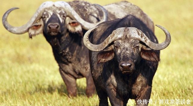 水牛|印度人不吃牛肉,这3亿头牛怎么办没关系,不同等级下场不一样