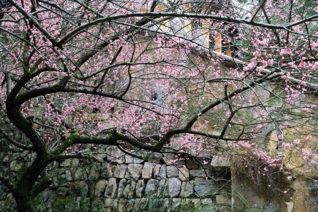 文革|天台山国清寺最美梅花图即将展开, 见好收藏!