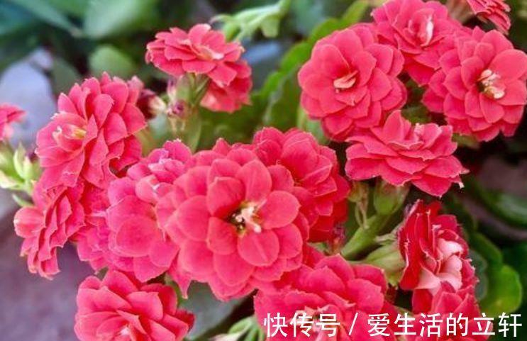 颜值花|家里就养4种颜值花，不怕热不怕冷，不用管反而长得旺！
