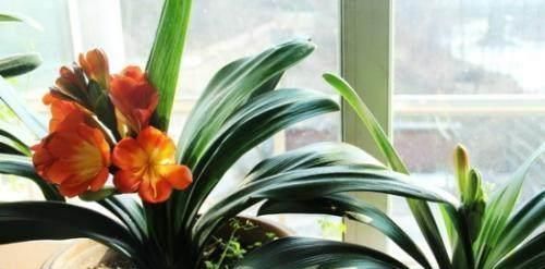 老花农传授养护君子兰妙招,学会了,叶子绿油油开花还多