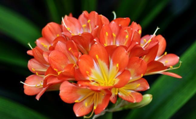 秋冬养君子兰,4件事做错了,养多久都不开花,新手别大意