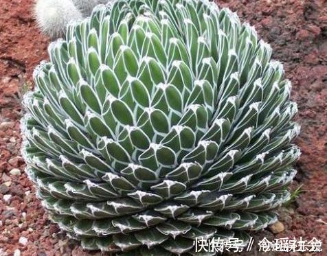 5种好养的长寿之花，轻松就能养活，几十年都不死，早看早知道