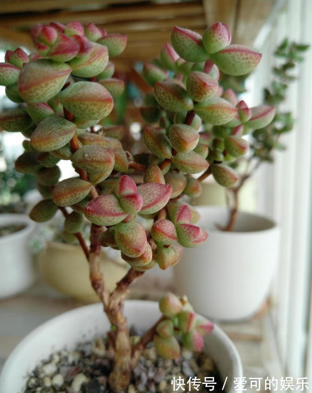 贱贱的半球星乙女，你虐它千百遍它待你如初恋