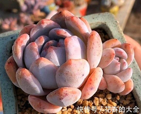 阳台|封闭阳台养多肉,不建议养景天科,严重缺光,夏季闷热,死亡率高