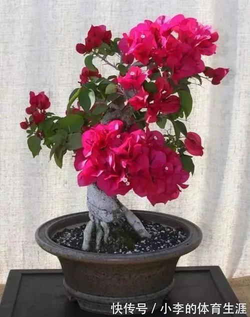 给三角梅盆景巧妙操作，枝干遒劲开花多，你了解过嘛