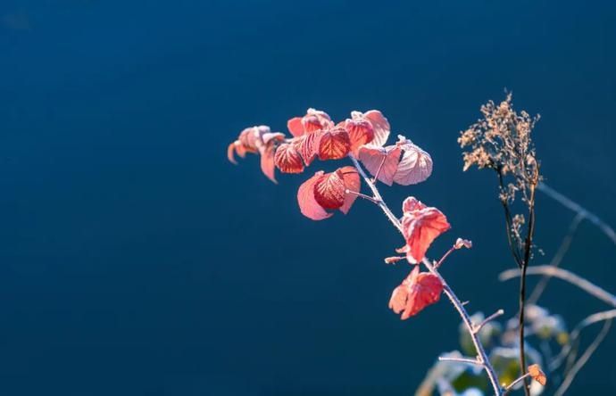 三里穴|秋冬季节犯鼻炎？中医有妙招！