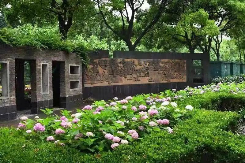 马卡龙|绣球繁花尽绽放 徐汇街头觅“清新”