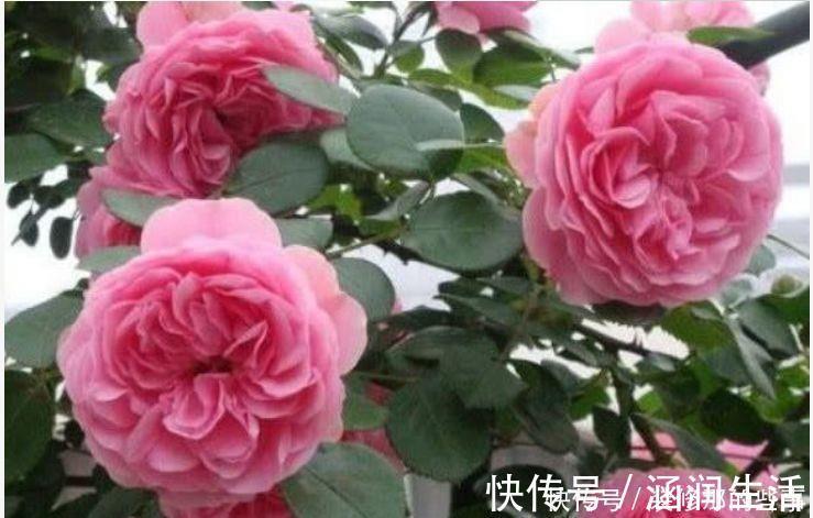 5种花很耐养，沾土就能活，花量大不操心，对待新手很友好