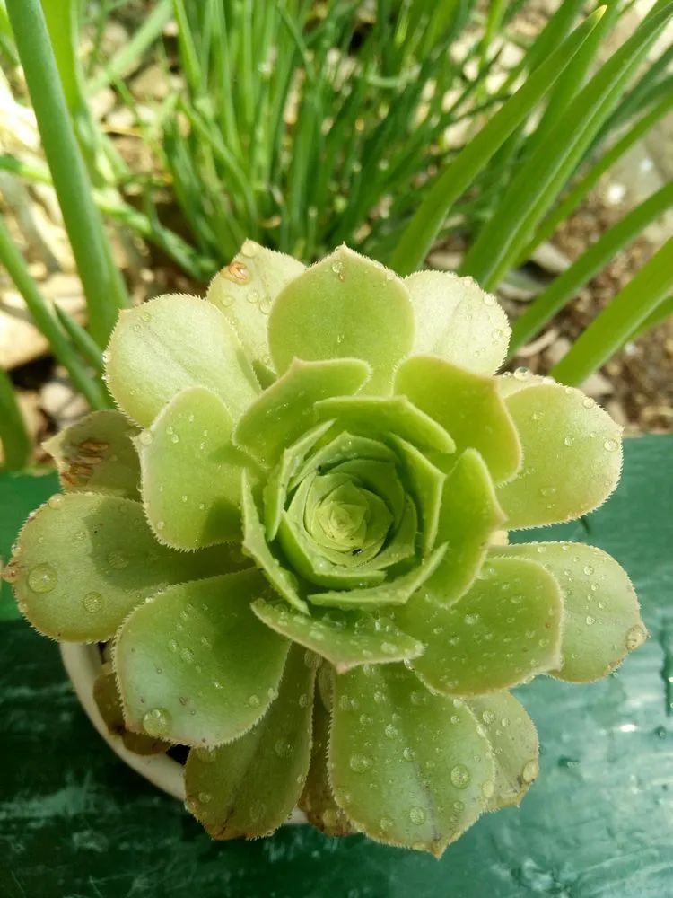 送瘟神,洒庭院,赏多肉,合家团聚话将来!