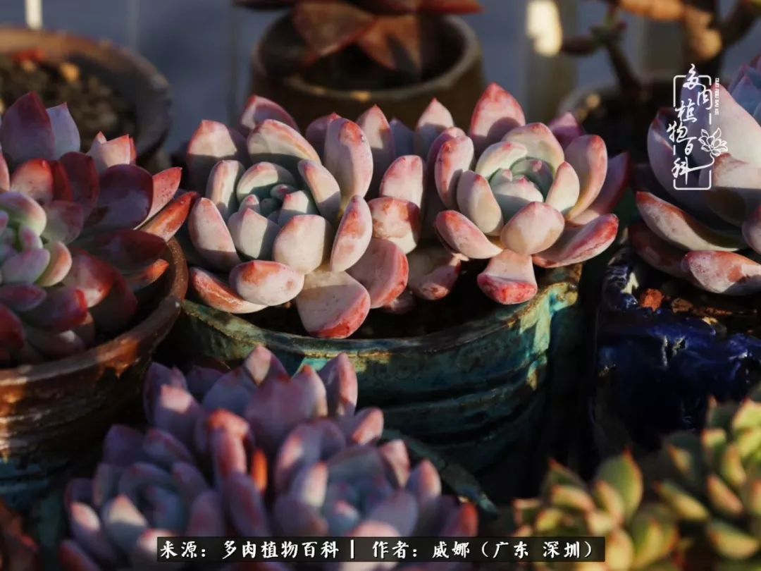 笼子里露养的多肉,越养越美!有多肉的日子伴着小确幸!