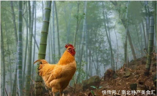 养殖|购买的土鸡吃着不香,你买的可能不是正宗土鸡