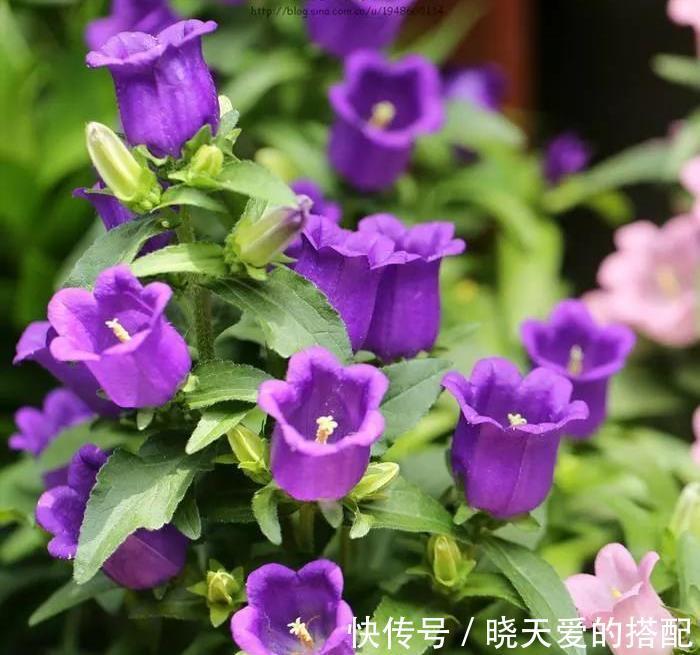 小月季|5种漂亮花，都是“激素花”，好看难养活，开完花就扔