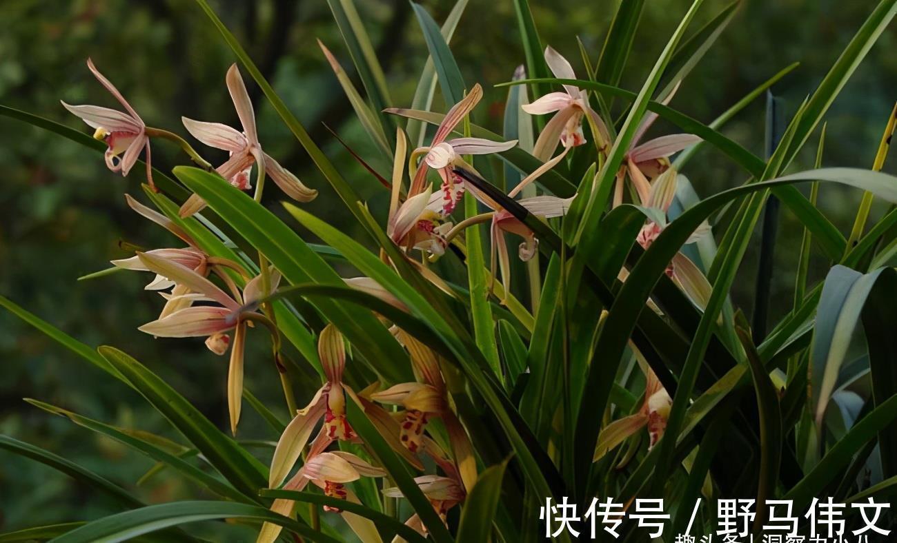 白嫩|入冬养兰有“三怕”,避开不落蕊,缀出白嫩萝卜根,绽放层叠群兰